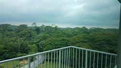 Tree House (D23), Condominium #146963072